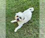 Small Shih Tzu Mix