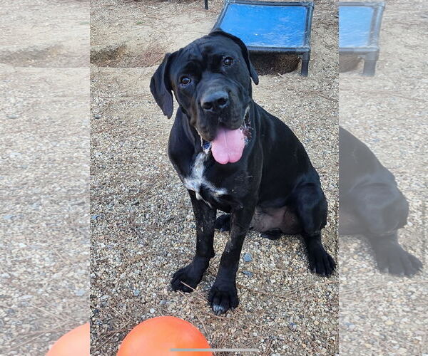 Medium Photo #8 Mastiff Puppy For Sale in Shreveport, LA, USA