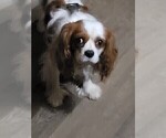 Small Photo #1 Cavalier King Charles Spaniel Puppy For Sale in BATESVILLE, AR, USA
