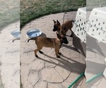 Small Photo #6 Belgian Malinois Puppy For Sale in BLACKFOOT, ID, USA
