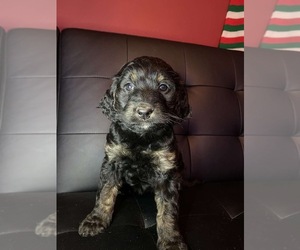 English Setterdoodle Puppy for sale in BREMEN, MN, USA