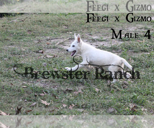 German Shepherd Dog Puppy for sale in HUNTINGTON, TX, USA
