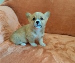 Puppy Chewy Pembroke Welsh Corgi