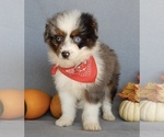 Small Photo #3 Aussiedoodle Miniature  Puppy For Sale in MILLERSBURG, OH, USA