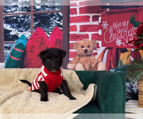 Medium Photo #2 Poodle (Standard)-Unknown Mix Puppy For Sale in Plainfield, IL, USA