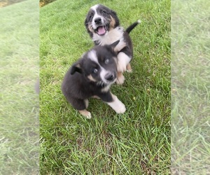Australian Shepherd Puppy for sale in NEEDMORE, PA, USA
