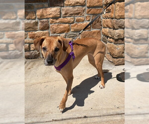 Medium Photo #1 Mutt Puppy For Sale in Stanhope, NJ, USA