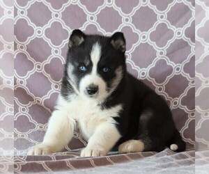 Siberian Husky Puppy for sale in FREDERICKSBG, OH, USA