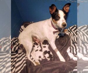 Mother of the Jack Russell Terrier puppies born on 08/04/2023