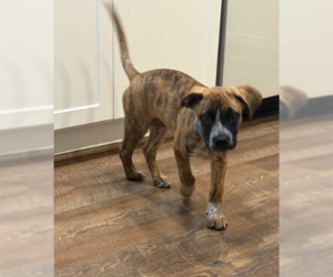 Maverick - Male Boxer-Unknown Mix Dog for Adoption - Photo #4