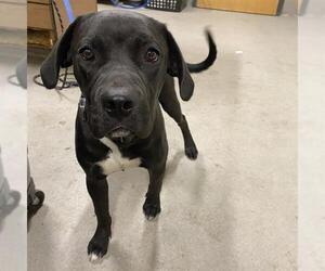 Labrador Retriever Dogs for adoption in Modesto, CA, USA