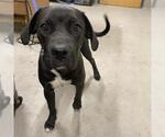 Small Labrador Retriever