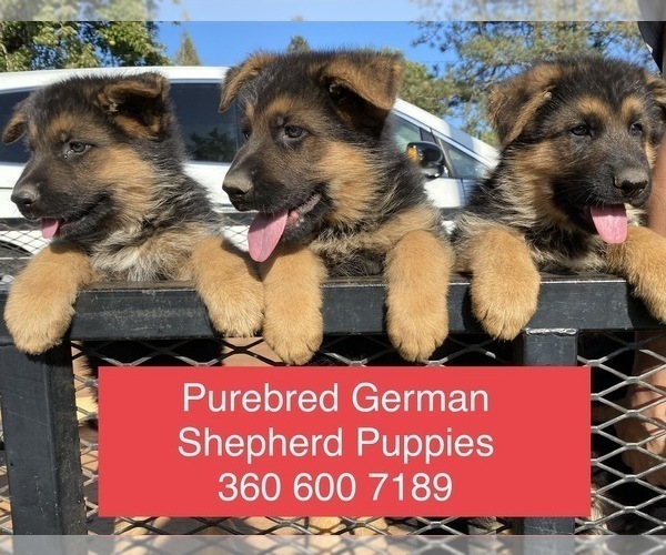 Medium Photo #1 German Shepherd Dog Puppy For Sale in RIDGEFIELD, WA, USA