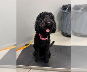 Poodle (Standard)-Unknown Mix Dogs for adoption in San Martin, CA, USA