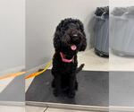 Small Poodle (Standard) Mix