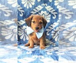 Small Photo #1 Dachshund Puppy For Sale in LANCASTER, PA, USA