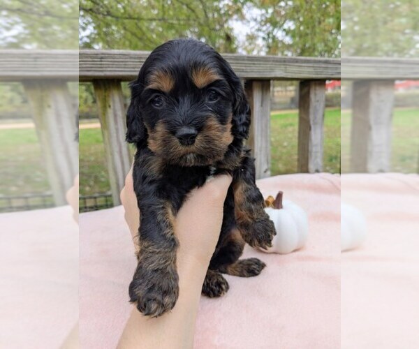 Medium Photo #10 Cock-A-Poo Puppy For Sale in SALEM, MO, USA