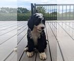 Puppy Max Bernese Mountain Dog-Portuguese Water Dog Mix