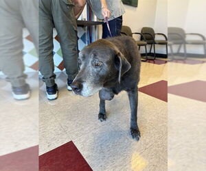 Labrador Retriever-Unknown Mix Dogs for adoption in Plano, TX, USA