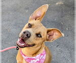 Small #11 American Staffordshire Terrier-Labrador Retriever Mix
