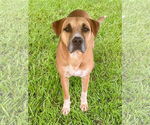 Small #1 Bulldog Mix