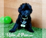 Small Photo #5 Whoodle Puppy For Sale in OVERGAARD, AZ, USA