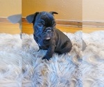 Small Photo #17 French Bulldog Puppy For Sale in MINNEAPOLIS, MN, USA