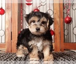 Small Photo #7 Yo-Chon Puppy For Sale in NAPLES, FL, USA