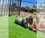 Small #4 English Bulldog