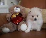 Small Photo #1 Pomeranian Puppy For Sale in SUGAR LAND, TX, USA