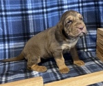 Small Photo #2 Bloodhound Puppy For Sale in FORT MORGAN, CO, USA