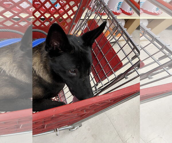 Medium Photo #3 Mutt Puppy For Sale in Stevens Point, WI, USA