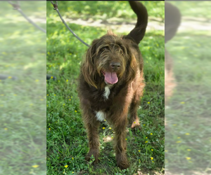 Labradoodle Dogs for adoption in Wakefield, RI, USA