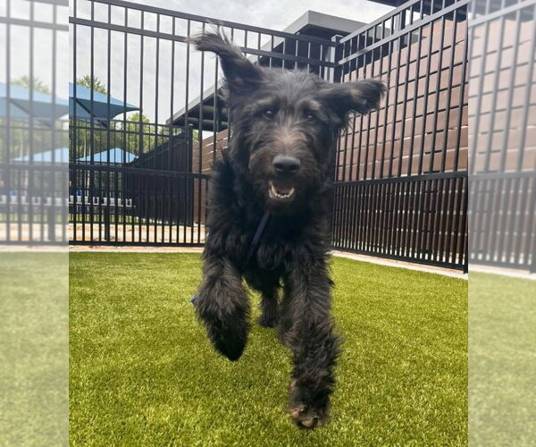 Medium Photo #4 Labradoodle Puppy For Sale in Newfoundland, PA, USA