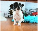 Small Chihuahua