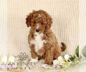 Goldendoodle (Miniature) Puppy for sale in GORDONVILLE, PA, USA