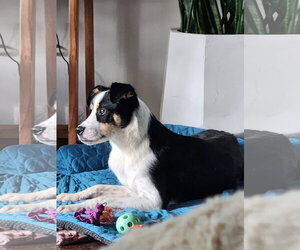 Kirk #1 - Male Australian Shepherd-Unknown Mix Dog for Adoption - Photo #2