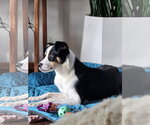 Small #1 Australian Shepherd Mix
