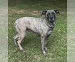 Small #1 American Pit Bull Terrier-American Staffordshire Terrier Mix