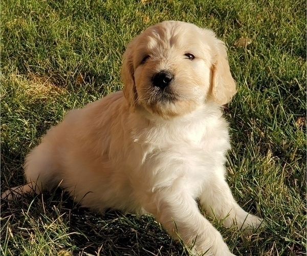 Medium Photo #2 Goldendoodle Puppy For Sale in RIO RANCHO, NM, USA