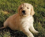 Small Photo #2 Goldendoodle Puppy For Sale in RIO RANCHO, NM, USA