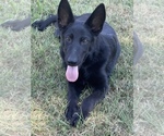 Small #2 German Shepherd Dog