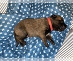 Small Photo #230 Belgian Malinois Puppy For Sale in REESEVILLE, WI, USA