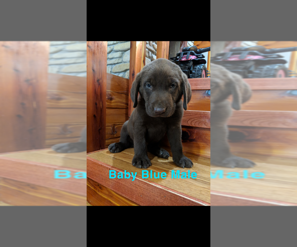 Medium Photo #11 Labrador Retriever Puppy For Sale in BRADLEYVILLE, MO, USA