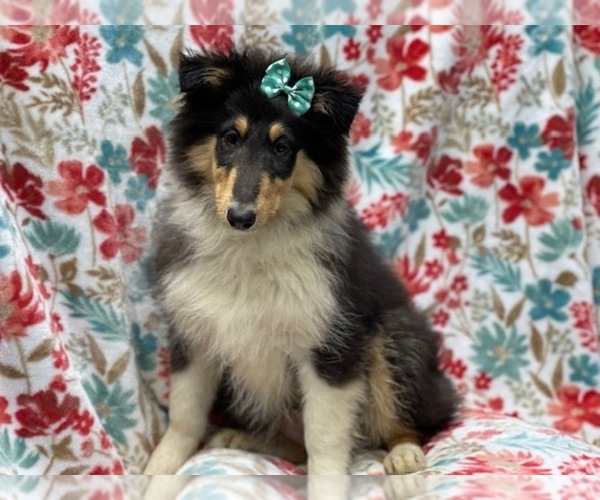 Medium Photo #5 Collie Puppy For Sale in LAKELAND, FL, USA