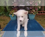 Small Photo #9 Pomsky Puppy For Sale in NILES, OH, USA