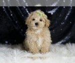 Puppy MUFFIN Maltipoo