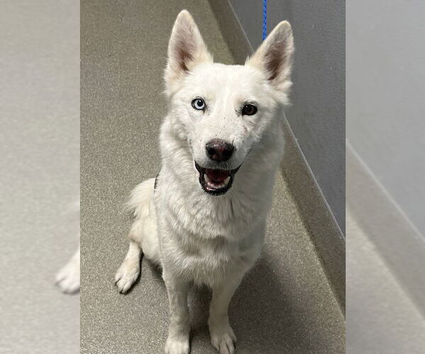 Medium Photo #1 Siberian Husky-Unknown Mix Puppy For Sale in Las Vegas, NV, USA