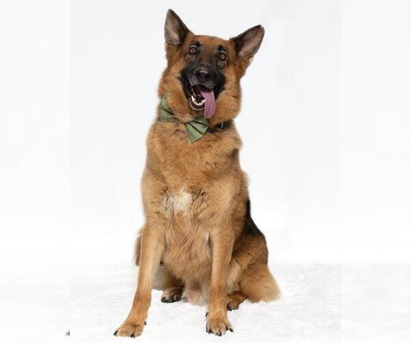 Medium Photo #2 German Shepherd Dog Puppy For Sale in Santa Maria, CA, USA