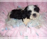 Small #5 Shih Tzu